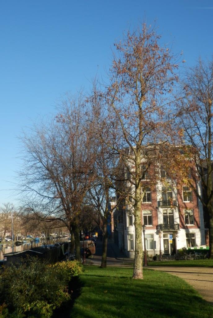 bv Boomonderzoek Singelgrachtgarage Het grondwater stond ten tijde van het veldwerk op 90 à 100 cm mv.