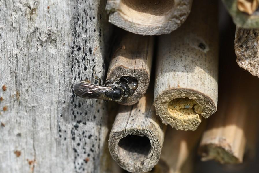 verzorgd (Biesmeijer, pers com, presentatie 2016). Onder wilde bijen wordt dan verstaan, alle bijen soorten die zelfstandig hun nestplek zoeken en onderhouden en daar horen ook de hommel soorten bij.