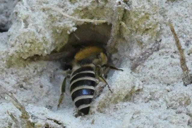 Zijdebij soortje nestelt in een stronk van een omgevallen boom. Foto: Wankja Ferguson Stuifmeel generalisten (polylectisch) Honingbijen en hommels kunnen redelijk ver vliegen, 3 km.
