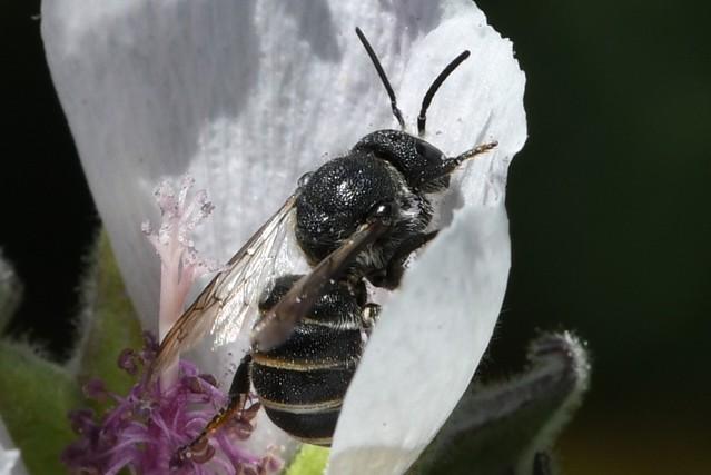 Solitaire bijen De resterende bijen soorten veelal de solitaire bijensoorten genoemd, kunnen veel minder ver vliegen, de kleinsten vliegen maar 150 meter van hun nest en de grotere iets in de orde