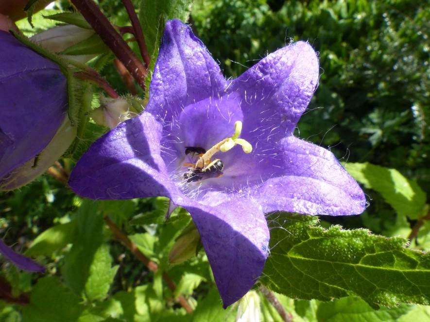 hele jaar aanwezig. Ook bij de solitaire bijen zijn er een groot aantal die van diverse bronnen hun stuifmeel verzamelt en die dus polylectisch zijn. De meeste metselbijen doen dat bijvoorbeeld.