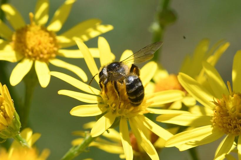 Cichorioideae. De roetbijen vind je daardoor zelden in tuinen omdat deze planten door velen als onkruid worden beschouwd.