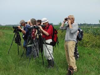 rietgors Excursie Polder Breebaart (vogelwerkgroep) Excursie op prachtige warme avond met 8 personen Huiszwaluw Boerenzwaluw