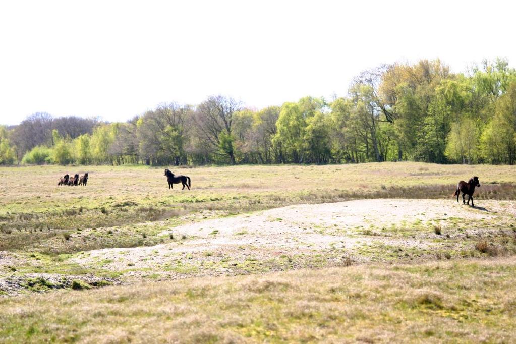 Alex de Visser (3e van links) vertelt wat over gebied De Vroongronden. Staatsbosbeheer is al heel lang fokker van Shetlandpony s.