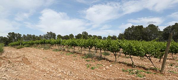 worden afgewisseld door 30 ha bossen. Er zijn 18 bodemtypes met veel stenen en klei. Het voornaamste druivenras is xarel.lo. De wijnbouw is biologisch met biodynamische aspecten.