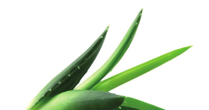 Prima voor gebruik na het epileren, werkt kalmerend Neutraal aroma 55% Verse Aloe Vera bladgel van biologische teelt 40ml Art. Nr.
