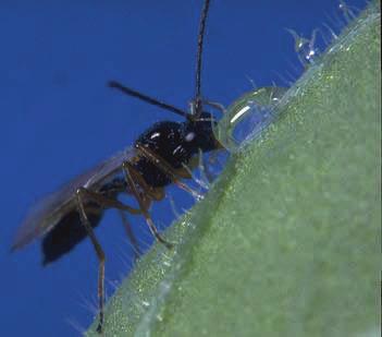 Aphelinus abdominalis - ongeveer 3 mm