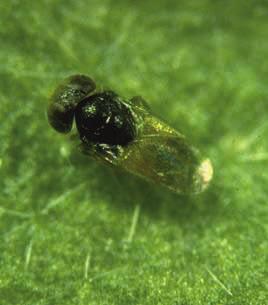 - larve wordt na parasitering langzaam