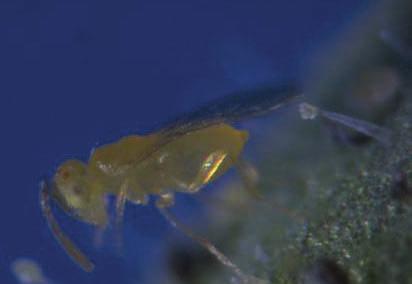 Eretmocerus eremicus - bestrijder van witte vlieg - eitjes worden