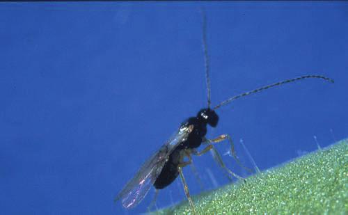 Dacnusa sibirica - bestrijder van mineervliegen - donkerbruin, 2-3 mm lang - eitje wordt bij