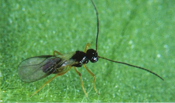 ontluikt voedt de larve van de sluipwesp zich met de verlamde mineervlieglarve - larve evolueert
