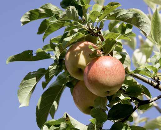 De bomen hebben een stamomtrek van 8 à 10 cm op 1 m hoogte. De totale hoogte s 2,5 tot 3 m. Daarnaast nog ver frutboomsoorten: prum, kers, appel en peer. Deze soorten zjn zelfbestuvend.