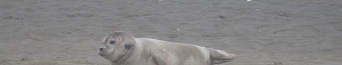 De Westerschelde herbergde 31% van het totaal aantal zeehonddagen van de Gewone Zeehond in de Zoute Delta. Ten opzichte van 25/26 nam het aantal in de Westerschelde licht toe.