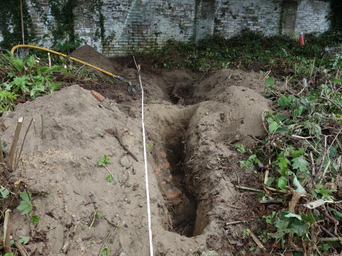 De zijtakken van de hoofdtak kunnen voor een groot deel gesnoeid worden maar de hoofdtak zelf (Ø > 15 cm) kan niet sterk ingekort worden omdat dit een te grote wond