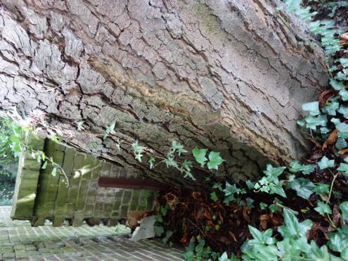 De boom staat wat scheef en helt in noordelijke richting. Daarbij drukt de wortelkluit en stamvoet tegen de tuinmuur die de noordelijke begrenzing van de bouwkavel vormt.