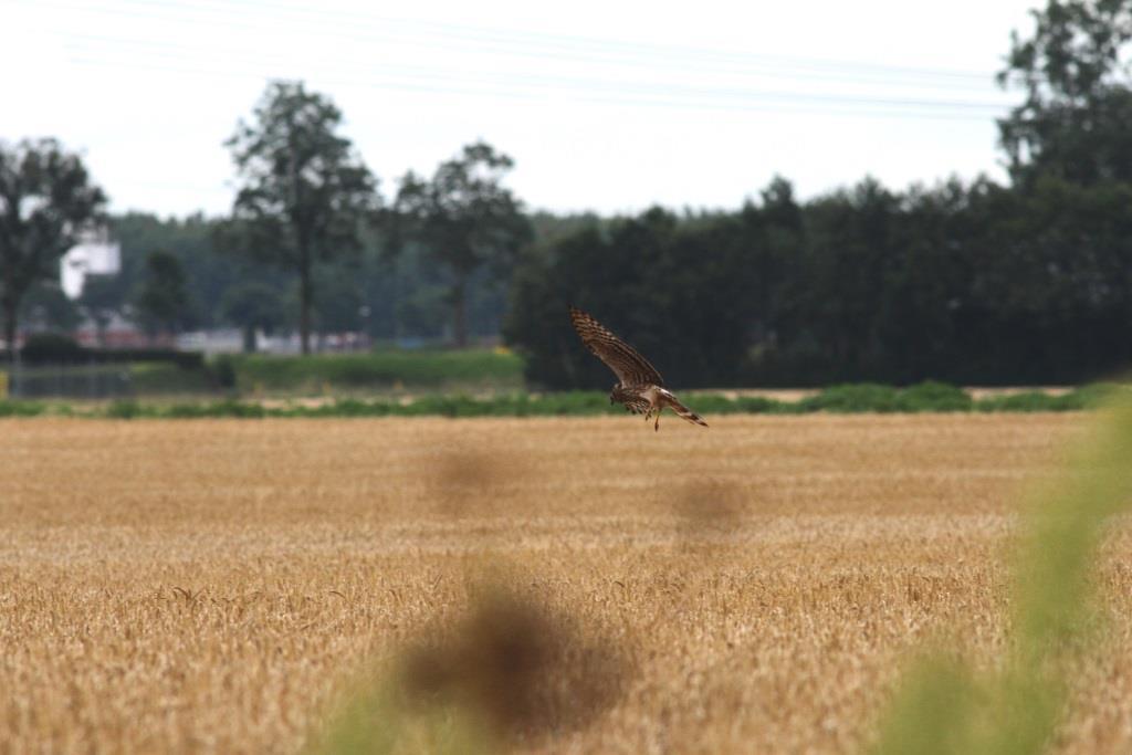 Voorstellen Transitie in de landbouw? Waarom? Langs welke weg? Wat houdt het in?