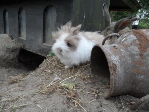 Stichting t dierenduintje is een kinderboerderij die zich bezig houdt met het beheer van flora en fauna. De stichting heeft de volgende doelstellingen: - Natuureducatie.