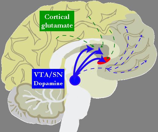 NMDA receptor dysfunctie in schizofrenie?