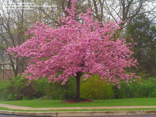 BOMEN Bomen van