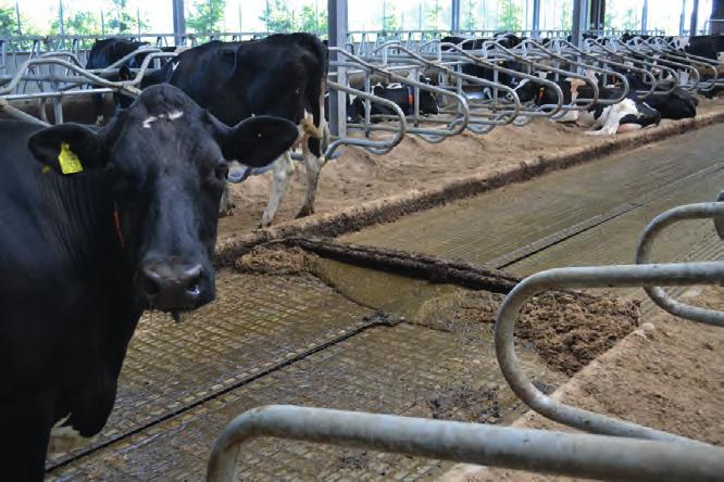 combischuif voor vlakke betonvloer 6.4 Combischuif In een stalsituatie met dichte vloeren is het uitermate belangrijk om de mest snel af te voeren.