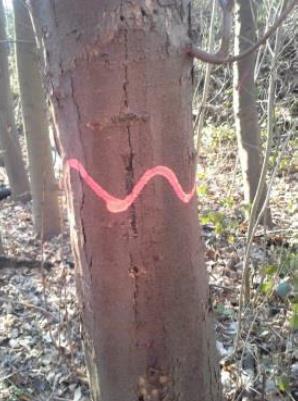 De markering kan bestaan uit een bosbouwkundige verfmarkering of uit een merkteken dat de boom als ecologisch waardevolle boom herkenbaar maakt.
