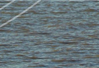 Waddenzee Hoofdopgave voor de Waddenzee is het herstel van een evenwichtig voedselweb met herstelde bodemstructuren