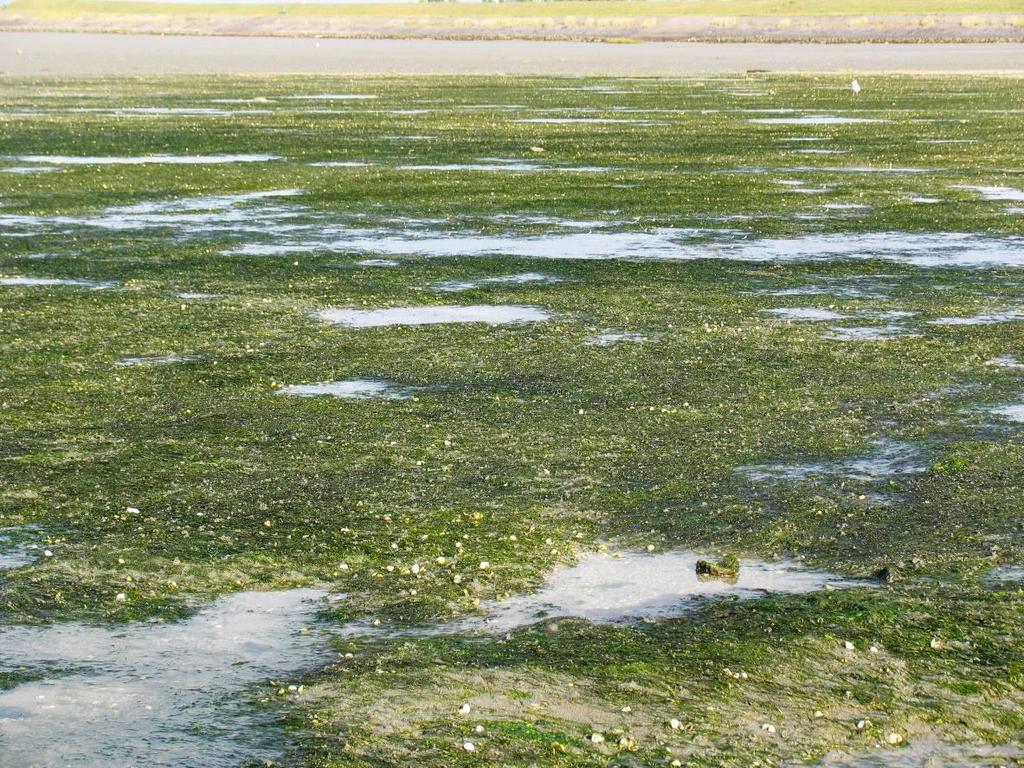 Foto 12: De natuurlijke zeegraspopulatie van Dortsman Noord doet het uitstekend in 2009. Gemaal St. Maartensdijk De natuurlijke zeegraspopulatie bij het gemaal van St.