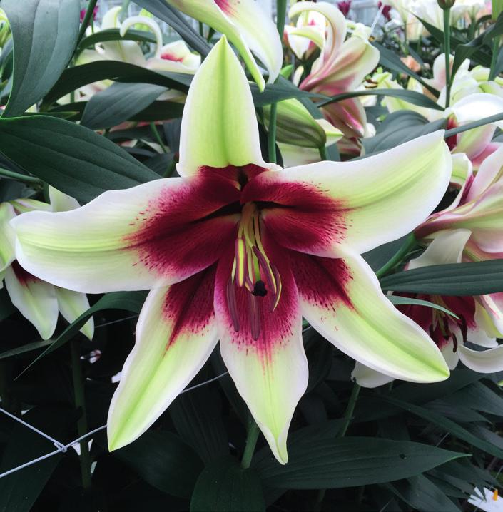 KAVB REGISTRATIES Lilium Trendy Dakota Lilium Yin Lilium Zagatti donker paarsrood 59B. Papillae blauwrose 70C en donker paarsrood 59B.