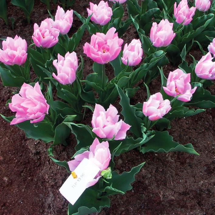Tulipa Duchess (Dubbele Late Groep), Edibulbcode: 86806 Registrant: G. Buis, Nieuwe Niedorp. Samenvatting: wit NN155A, lichtgeel 8C gevlamd. Winner: Marax Tulpen VOF, Venhuizen.