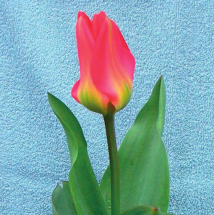 Tulipa Goldcoast (Parkiet Groep), Edibulbcode: 86426 Mutant van: Strong Gold Registrant: Gebr. Klaver, Spanbroek. Samenvatting: geel 12A. Winner: Gebr. Klaver, Spanbroek. Tulipa Goldmine (Overige Groep) Edibulbcode: 86354 Registrant: C.