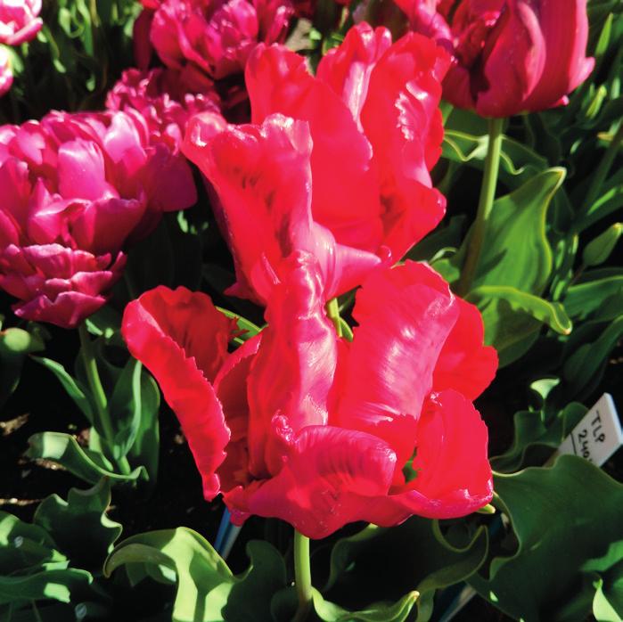 KAVB REGISTRATIES Tulipa Pink Jimmy Tulipa Presto Tulipa Red Madonna Mutant van: Menton Registrant: Holland BolRoy Markt B.V., Heiloo. Samenvatting: paarsrood N57C met paarsrood 54A. Winner: Fa. Gebr.