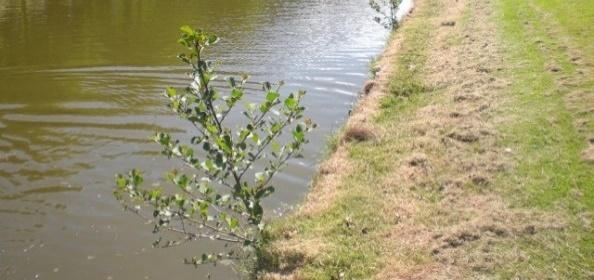 Naarmate de bodem meer begroeid raakt met grassen en kruiden krijgen bomen minder kans zich massaal te ontwikkelen.