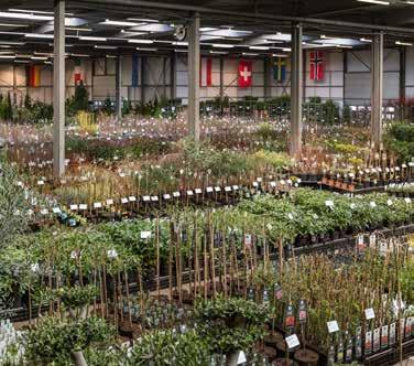 TP-Orderapp EASY, QUICKLY AND FUNCTIONAL Alle Twenthe Plant Beursvoordelen voor u op een rij! Het meest complete assortiment tuinplanten op 1-locatie.