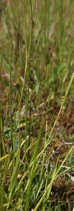 Planten die op verzuurde heide domineren, sterven in schrale graslanden en omgekeerd. De schraallandpijpenstrootje, die ook veel in De Bruuk staat, is een dominerende soort van het Blauwgrasland.