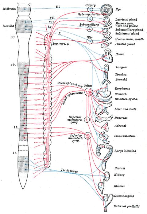 Behandelingen/plexus hypogastricus Plexus Hypogastricus