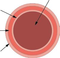 Anatomie van de aorta De aorta wand heeft drie lagen De binnenlaag is de intima, gevolgd door de media en de buitenlaag is de adventitia.