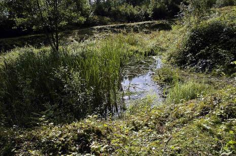 overgang (struiken) rotsachtig