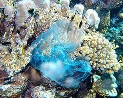 Gevolg plastic afval in het water Het koraalrif kan bedolven