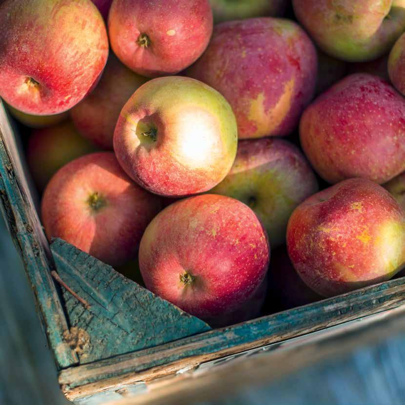 Doelstelling van de evaluaties Voorzien in nuttige en tijdige conclusies en beleidsaanbevelingen Voorbeeld Evaluatie van de Europese schoolfruitregeling Volgens de evaluatie is de schoolfruitregeling