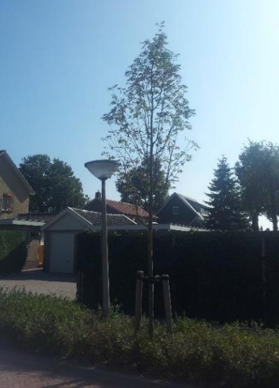 Bijlagen bomenbeleidsplan gemeente Staphorst 2016-2030 gassen en stoffen weer voor afsterving van wortels kunnen zorgen.