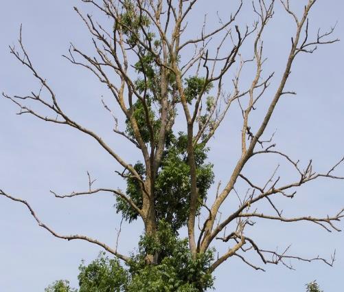 De schimmel (Chalara fraxinea) groeit in de houtvaten van essen, waardoor deze verstopt raken en de takken en bladeren verdrogen en afsterven.