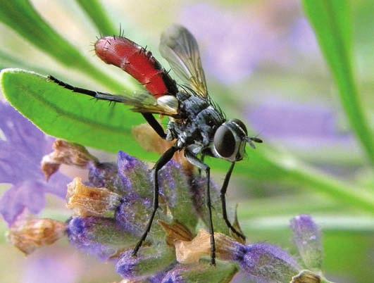 derde aanvulling op de naamlijst van nederlandse sluipvliegen (diptera: tachinidae) Theo Zeegers Sluipvliegen vormen een soortenrijke familie binnen de Diptera.
