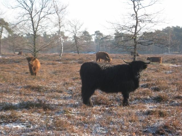 Dus al met al weer drukke tijden in Nederland maar wel bijna elke ochtend weer een prachtige wandeling