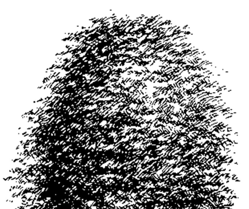 Bij een gemiddelde scheutlengte van 60 cm/jaar duurt het circa 6 jaar voordat een pas geplante boom (vaak een lengte hebbend van ongeveer 3,50 meter) een totale lengte van 7 meter heeft bereikt.