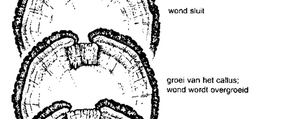 Het cambium, een weefsel dat voor de dikte groei van de boom zorgt, zal versneld cellen aanmaken. Hierdoor zal op de rand van de wond een verdikking ontstaan. Dit noemen we callus.