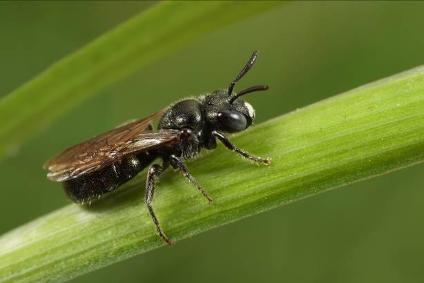 Met name bij de Lage Heide zijn bosranden veelal nog erg strak. Overigens is bij de Lage Heide ook de zeer zeldzame boswespbij aangetroffen. Deze soort parasiteert specifiek op de sporkehoutzandbij.