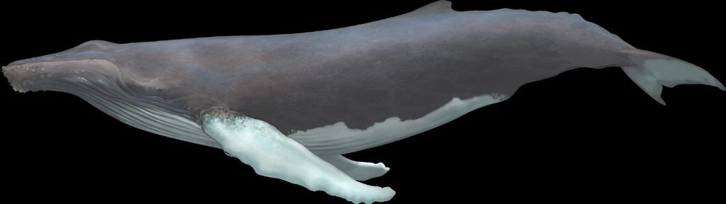 ANTWOORDEN LES 1 EN 2 GROEP 5-6 3 Achtergrondinfo: Baleinwalvissen zijn filtervoeders. Ze eten krill.