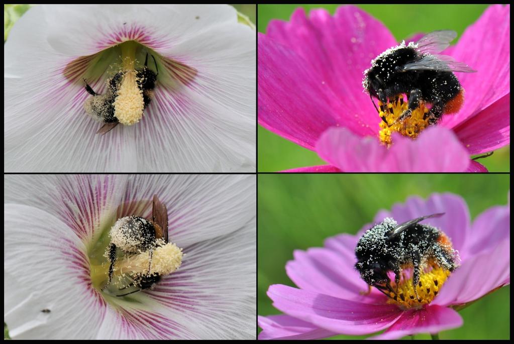 Regelmatig zag ik een met stuifmeel bedekte hommel op bloembezoek. Hommels, honingbijen, solitaire bijen, vlinders en andere bestuivende insecten delen een aantal eigenschappen.