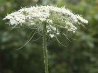 De wilde peen Hoofd-biotoop : Droge graslanden.