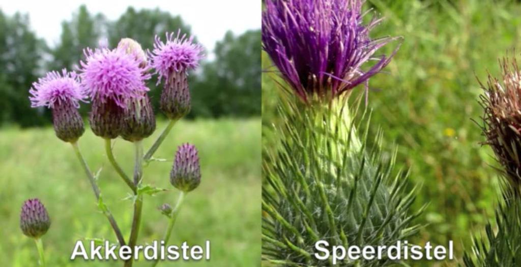 Speerdistel: